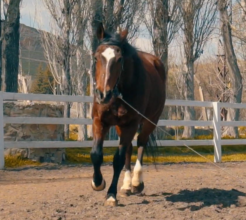Temp3late Ranch Hand Needed at New Mexico Ranch